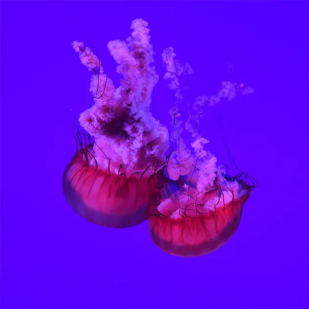 意昂体育